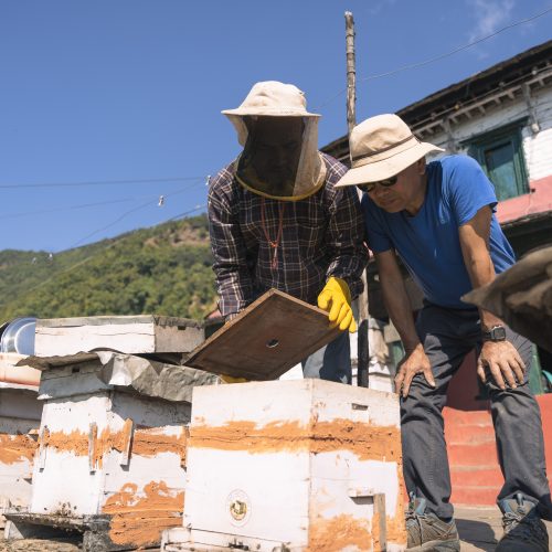Two people learn beekeeping